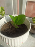 圓葉吸毒王碧玉公主豆瓣綠年宵花擺件植物桌面四季常青花凈化空氣 碧玉1顆【送肥】 曬單實(shí)拍圖