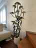 愛(ài)優(yōu)尚特級造型鴨腳木客廳大盆栽八方來(lái)財室內落地大型綠植高端源頭直發(fā) 曬單實(shí)拍圖