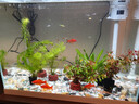 勝畫(huà)魚(yú)缸水草植物直接入缸真水草凈化竹節草蜈蚣草懶人養魚(yú)水草造景 【百花齊放套餐A】30-40CM缸套餐 曬單實(shí)拍圖
