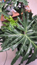 龍鱗春羽室內盆栽?xún)艋諝饽完幹参锞W(wǎng)紅造型綠植室內客廳去甲醛 春羽80-90cm高【基地原盆】 曬單實(shí)拍圖