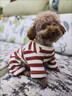 OYKTN針織寵物衣服秋冬狗狗保暖條紋四腳服防掉毛泰迪比熊雪納瑞小型犬 針織黑色條紋 XS【建議1-3斤】 曬單實(shí)拍圖