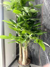 卉優(yōu)步步高發(fā)財樹(shù)大葉綠蘿龍血樹(shù)盆栽客廳辦公室內開(kāi)業(yè)喬遷大型綠植 甄選·粗桿步步高發(fā)財樹(shù)【1.5-1.6米】福字盆 含盆 曬單實(shí)拍圖