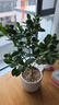 月季村四季金桔盆栽樹(shù)苗室內客廳植物 金桔40-50cm+白豎紋盆 源頭直發(fā) 曬單實(shí)拍圖