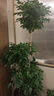 愛(ài)優(yōu)尚幸福樹(shù)盆栽客廳室內大型綠植辦公室喬遷新家綠寶凈化空氣源頭直發(fā) 曬單實(shí)拍圖