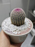 SMVP紅太陽(yáng)實(shí)生仙人球開(kāi)花多肉植物辦公室內桌面懶人好養綠植花卉盆栽 紅太陽(yáng)仙人球 水晶星環(huán)盆+白石+肥料+托盤(pán) 曬單實(shí)拍圖
