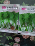 【四季蔬菜種子】菠菜孔雀菜菜心小香蔥萵筍韭菜大白菜上海青茴香 正品奶油白菜約2400粒2包+肥 曬單實(shí)拍圖