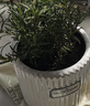 花翁盆栽可食用百里香香草植物香料 大盆迷迭香（浪琴瓷盆）源頭直發(fā) 曬單實(shí)拍圖