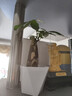 發(fā)財樹(shù)盆栽綠植室內客廳桌面凈化空氣迷你擺件懶人好養花卉植物1 單桿發(fā)財樹(shù)+方韻樹(shù)脂套盆 曬單實(shí)拍圖