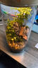 丘辰苔蘚微景觀(guān)生態(tài)瓶DIY辦公室內桌面綠植擺件造景花卉盆栽生日禮物 一路有你（充電款） 曬單實(shí)拍圖