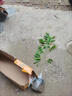 黃花梨樹(shù)苗 海南黃花梨小苗 家居辦公室內盆栽 降香黃檀實(shí)生苗 正宗黃花梨20-30cm高1棵 帶土杯發(fā)貨 曬單實(shí)拍圖