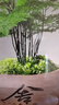 花行榜文竹盆栽植物花卉綠植 精品小文竹+藍瓷冰裂+底座+苔蘚源頭直發(fā) 曬單實(shí)拍圖