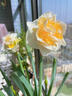 臨雅洋水仙花種球水培植物水仙室內客廳球根花卉盆栽混合3球源頭直發(fā) 曬單實(shí)拍圖