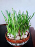 花翁漳州水仙花種球6個(gè) 室內盆栽水養帶花苞年宵花卉植物源頭直發(fā) 曬單實(shí)拍圖