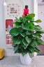 Only you【兩小時(shí)達】發(fā)財樹(shù)大型綠植花卉室內客廳辦公室生日開(kāi)業(yè)喬遷送禮 步步高發(fā)財樹(shù) 曬單實(shí)拍圖