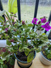 泰西絲三角梅盆栽花期帶花花卉綠植 三角梅云南紫大苗+加侖盆 源頭直發(fā) 曬單實(shí)拍圖