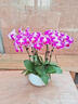 綠韻花田【2小時(shí)達】蝴蝶蘭盆栽帶花苞花劍花盆真花蘭花送長(cháng)輩生日開(kāi)業(yè) 8株紫色（瓷盆隨機） 曬單實(shí)拍圖