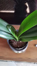 京云夢(mèng)君子蘭花卉盆栽好養易養活辦公室內綠植10-12葉紫砂古綠源頭直發(fā) 曬單實(shí)拍圖