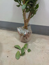 玉樹(shù)盆栽老樁萬(wàn)年青多肉植物室內陽(yáng)臺擺件觀(guān)賞凈化空氣玉樹(shù)花卉 11年苗_1棵_送肥料+生根粉 曬單實(shí)拍圖