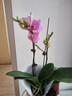 【帶花發(fā)貨】盆栽蝴蝶蘭文心蘭室內家居桌面年宵花卉禮物原盆 【帶花發(fā)貨】紫蝶-蝴蝶蘭（1-2花劍）原盆 曬單實(shí)拍圖
