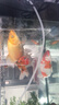 錦鯉活魚(yú)觀(guān)賞魚(yú)活體淡水冷水魚(yú)純種黃金紅白三色錦鯉魚(yú)金魚(yú)招財魚(yú) 20-25cm 三陽(yáng)開(kāi)泰(紅白+三色+黃 曬單實(shí)拍圖