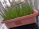 花沃里四季小蔥種子香蔥蔬菜種子大全秋冬季蔬菜種陽(yáng)臺盆栽庭院田間菜籽 花沃里四季小蔥10g*1包 曬單實(shí)拍圖