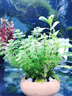 山頭林村水培陰性蜈蚣草魚(yú)缸造景套裝含火山石懶人真草 新手好養造景套餐D【適合40-60CM魚(yú)缸】 新手懶人水草+放水就能活+草場(chǎng)直發(fā) 曬單實(shí)拍圖