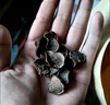 【云南】黑松露干貨黑片【純野生】豬拱菌煲湯材料送長(cháng)輩禮品 云南黑松露 中黑片100g 曬單實(shí)拍圖
