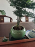 文竹+陶瓷盆  盆栽植物室內客廳盆景辦公室懶人好養綠植創(chuàng  )意擺件 文竹+綠色冰裂盆+高腳方底座 帶盆栽好 曬單實(shí)拍圖