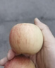 果益壽野生徐州豐縣大沙河紅富士蘋(píng)果10斤特級新鮮脆甜水果冰糖心丑萍果 80mm(含)-90mm(不含) 大果 9斤 曬單實(shí)拍圖