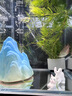 LZJV金魚(yú)藻魚(yú)缸造景真水草懶人必備增氧無(wú)需水草泥耐養好活 金魚(yú)藻1根帶呼吸環(huán) 曬單實(shí)拍圖