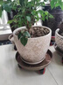 加厚金屬鐵移動(dòng)花盆托盤(pán)萬(wàn)向輪底座圓形帶輪花架底盤(pán)花盆托盤(pán)滾輪 古銅420型號內徑40cm 5輪 曬單實(shí)拍圖