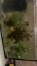 魚(yú)缸懶人水草植物淡水有莖草缸造景水族箱中后景水族套餐包郵 紅綠搭配八杯水草【送吸底杯】超值推薦 曬單實(shí)拍圖