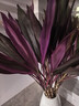 富貴竹紫竹鴻運當頭水培植物粗桿帶根客廳竹子室內好養活花卉 【枝干粗壯】紫竹65-75cm10棵送營(yíng)養液【居家 不含盆 曬單實(shí)拍圖