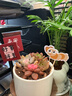 綠蔭巷子多肉植物帶盆組合盆栽新手好養活仙人掌辦公室內桌禮品小綠植 圓瓷盆【吉娃娃+3隨機肉】+5?？?曬單實(shí)拍圖