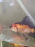 AIPHAROW精品三色瑪麗泰獅金魚(yú)活魚(yú)黑白百褶進(jìn)口F1觀(guān)賞冷淡水好養耐活冷水 7-8cm進(jìn)口精品包金百褶 1條 曬單實(shí)拍圖