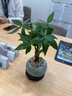 八芽盆栽發(fā)財樹(shù)植物室內禪意招財樹(shù)盆景辦公室桌面綠植源頭直發(fā)包郵 辮子發(fā)財樹(shù)-圓肚盆-熊貓-密胺托 含盆 曬單實(shí)拍圖
