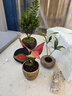 八芽如意盆栽吉利紅室內好養花卉小綠植辦公桌面植物盆景源頭直發(fā)包郵 迷你吉利紅-星徽盆-竹底托 帶陶瓷盆栽好 曬單實(shí)拍圖