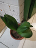 大盆君子蘭盆栽名貴國寶級花卉苗綠植物圓頭和尚室內客廳四季好養 【掌柜推薦】8-11片葉子+帶土 送肥料 曬單實(shí)拍圖
