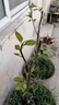 嫁接大果梨樹(shù)苗新品種特大早熟阿巴特香梨苗盆栽地栽南方北方種植 3年苗【明年結果】 90cm(含)-99cm(含) 曬單實(shí)拍圖