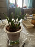 【開(kāi)花香滿(mǎn)屋】香水石斛蘭盆栽懶人四季好養活室內綠植花卉 【香水石斛蘭5苗】-開(kāi)花香滿(mǎn)屋 【送吸水盆+肥料】更好養活 曬單實(shí)拍圖