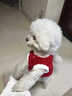 稆穹狗狗衣服冬季保暖小型犬新年加厚馬甲泰迪比熊棉衣羽絨服可牽引 紅色【雙面保暖+可掛牽引】喜慶新年 S【胸圍30-背長(cháng)24cm】1-3斤狗狗 曬單實(shí)拍圖