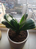 買(mǎi)多送多百芳緣  盆栽花卉君子蘭盆栽  名貴花卉 盆景精品綠植園藝庭院陽(yáng)臺綠化圓頭和尚彩蘭 短葉圓頭和尚 7-8片葉子推薦購買(mǎi) 曬單實(shí)拍圖