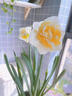 臨雅洋水仙花種球水培植物水仙室內客廳球根花卉盆栽混合3球源頭直發(fā) 曬單實(shí)拍圖