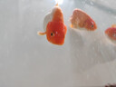 優(yōu)魚(yú)若寵 蘭壽金魚(yú)活體精品觀(guān)賞魚(yú)冷水淡水活體水族寵物蛋種金魚(yú) 精品紅白蘭壽5-6cm1條 曬單實(shí)拍圖