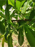 早熟水蜜桃樹(shù)樹(shù)苗嫁接黃桃樹(shù)苗樹(shù)當年結果南北方種植桃苗桃樹(shù)果苗 強烈5年苗2棵__其他選項均為一顆 81cm(含)-110cm(含) 曬單實(shí)拍圖