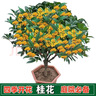 姬緣希四季桂花樹(shù)苗耐寒嫁接桂花樹(shù)金桂丹桂庭院盆栽地栽濃香型花卉綠植 曬單實(shí)拍圖