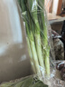【農戶(hù)直通車(chē)】大蔥500g  曬單實(shí)拍圖