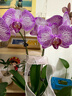【基地直發(fā)】花彩蘭花盆栽合集蝴蝶蘭文心蘭室內家居桌面年宵花卉 蝴蝶蘭”玫紅色系“2花箭+白色獎杯塑料盆+吊牌 花盆材質(zhì)：樹(shù)脂    整體高度：35-55cm 曬單實(shí)拍圖