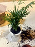 袖珍椰子水培植物室內盆栽富貴客廳辦公室凈化桌面好養綠植花卉 【1盆】袖珍椰子+早安盆+營(yíng)養液 曬單實(shí)拍圖
