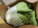 【東東買(mǎi)菜】新鮮水果大白菜去老葉口感脆甜沙拉涼拌炒菜火鍋燉菜 水果大白菜5斤 曬單實(shí)拍圖
